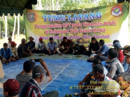 Temu Lapang Pengendalian OPT Pada Tanaman Jeruk di Kelompok Tani Panca Karya Desa Selok Awar - Awar